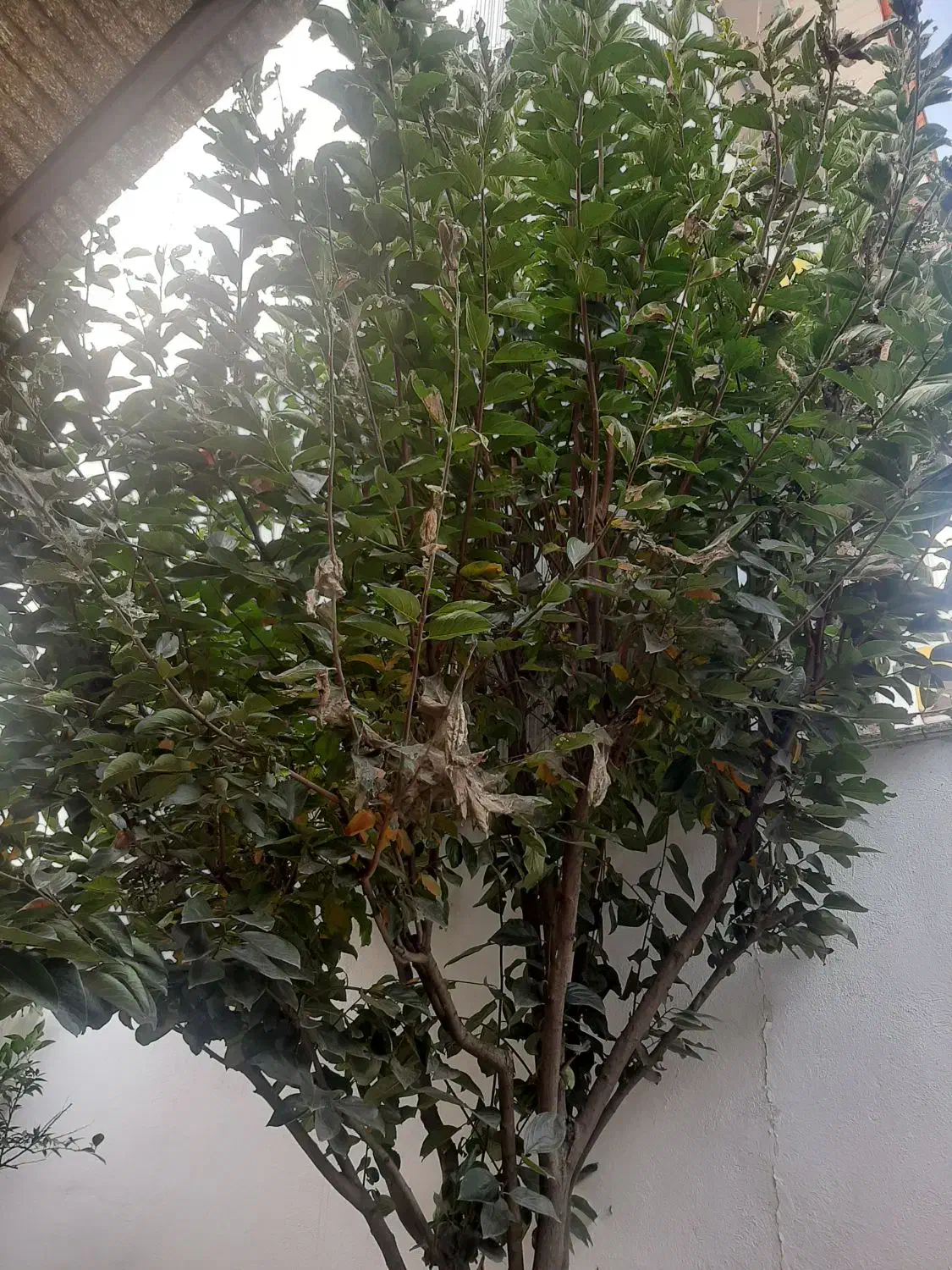 درخت خرمالو|گل و گیاه طبیعی|رشت, پاستوریزه|دیوار