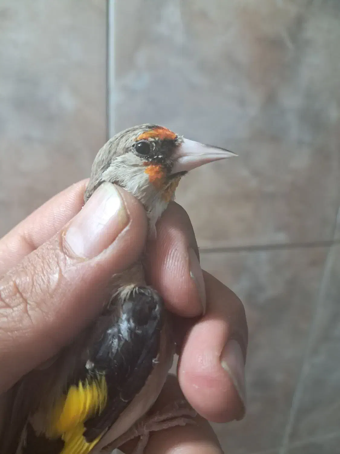 سهره|پرنده|شیراز, سعدیه شمالی|دیوار