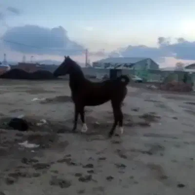 مادیون|اسب و تجهیزات اسبسواری|زرند, |دیوار