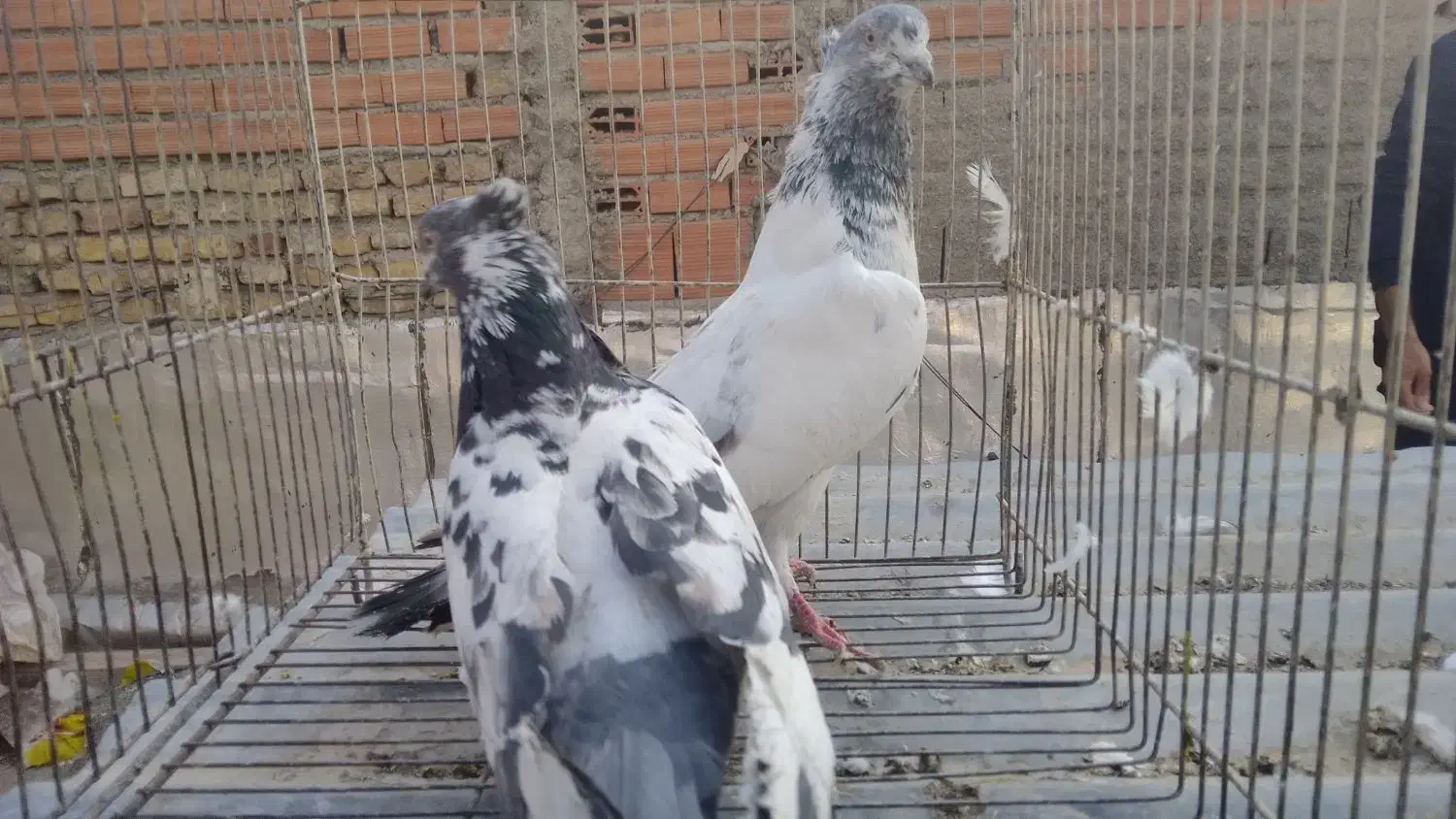 تعدادی کبوتر تهرانی یجا|پرنده|بومهن, |دیوار