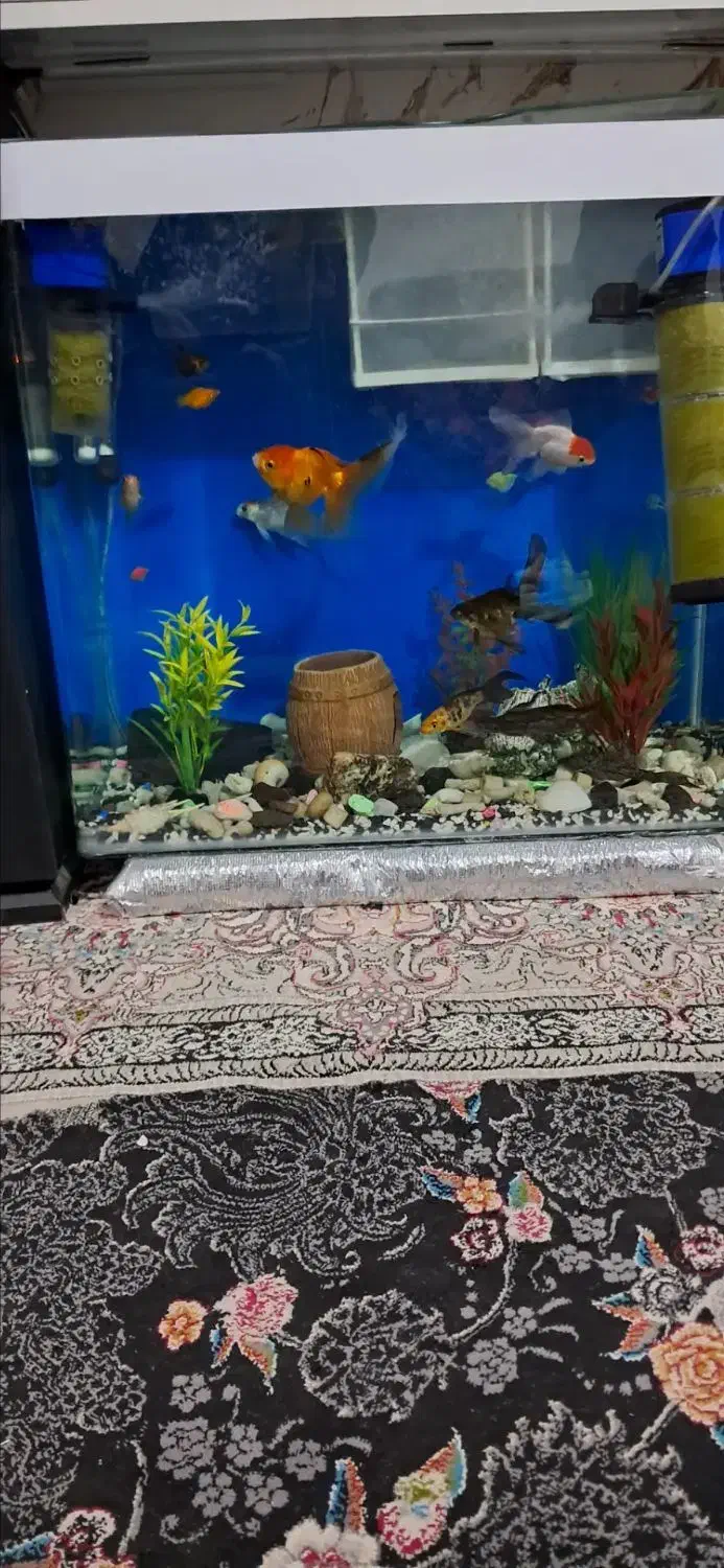 آکواریوم شیشه خم در حد نو به علت کمبودجا با  وسیله|ماهی|پاکدشت, پاکدشت (مامازند)|دیوار