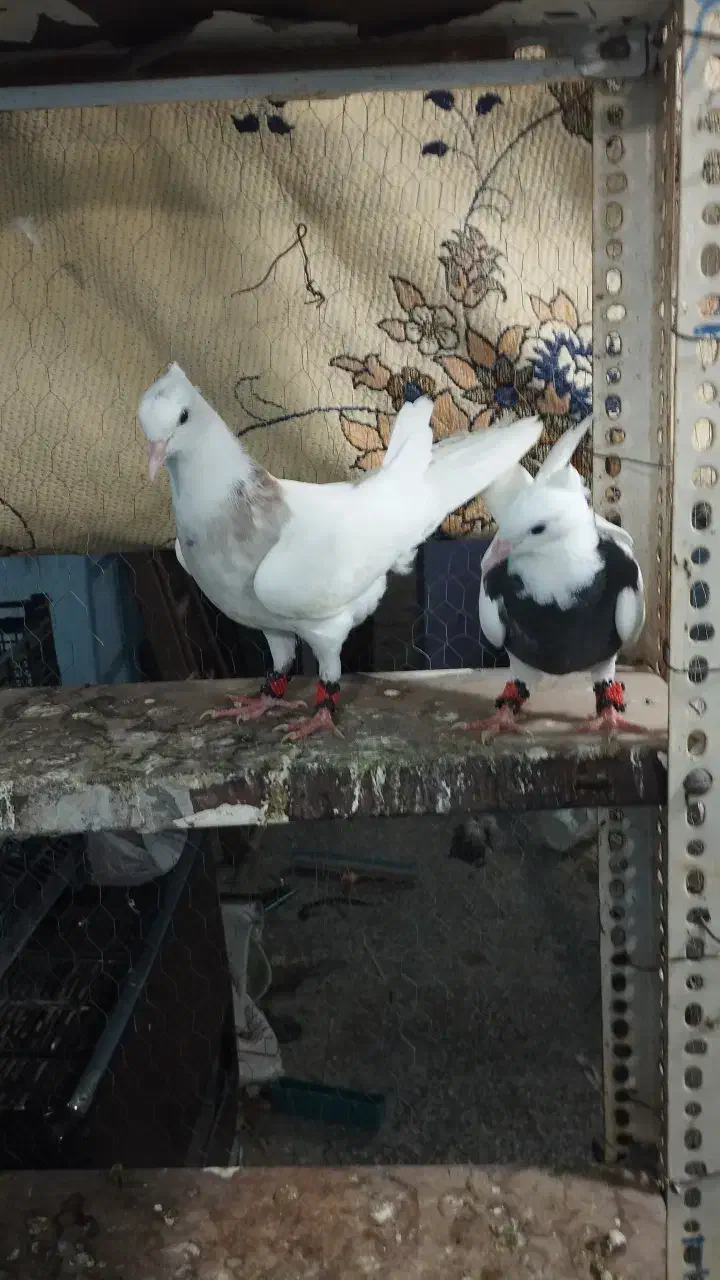 سلام|حراج|شادگان, |دیوار