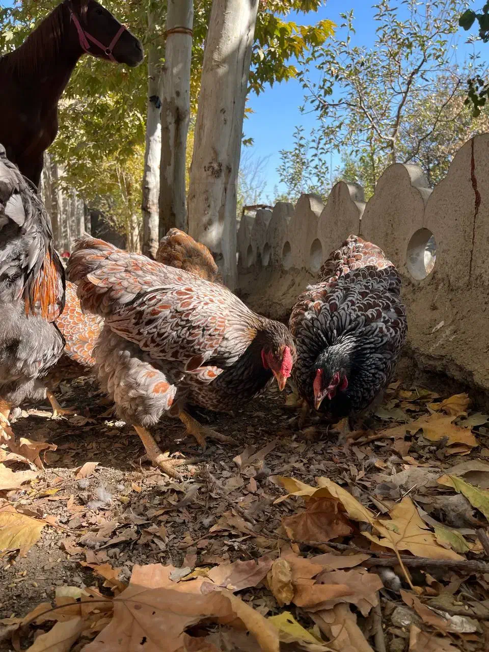 ویاندوت بلورد جی اس جی|حیوانات مزرعه|مشهد, امیریه|دیوار