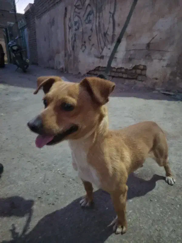 سک پا کوتاه|سگ|رفسنجان, |دیوار