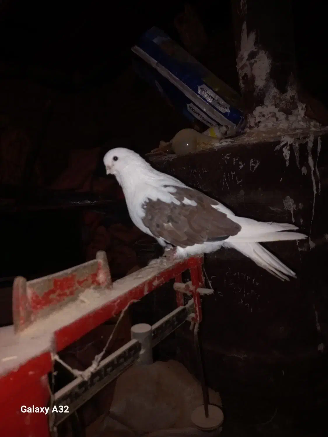 کفتر پشتار.دوکت|پرنده|هریس, |دیوار