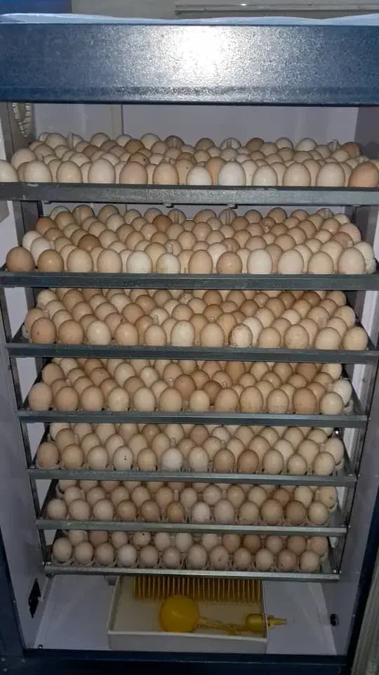 دستگاه جوجه کشی تمام اتوماتیک|لوازم جانبی حیوانات|خرمآباد, |دیوار