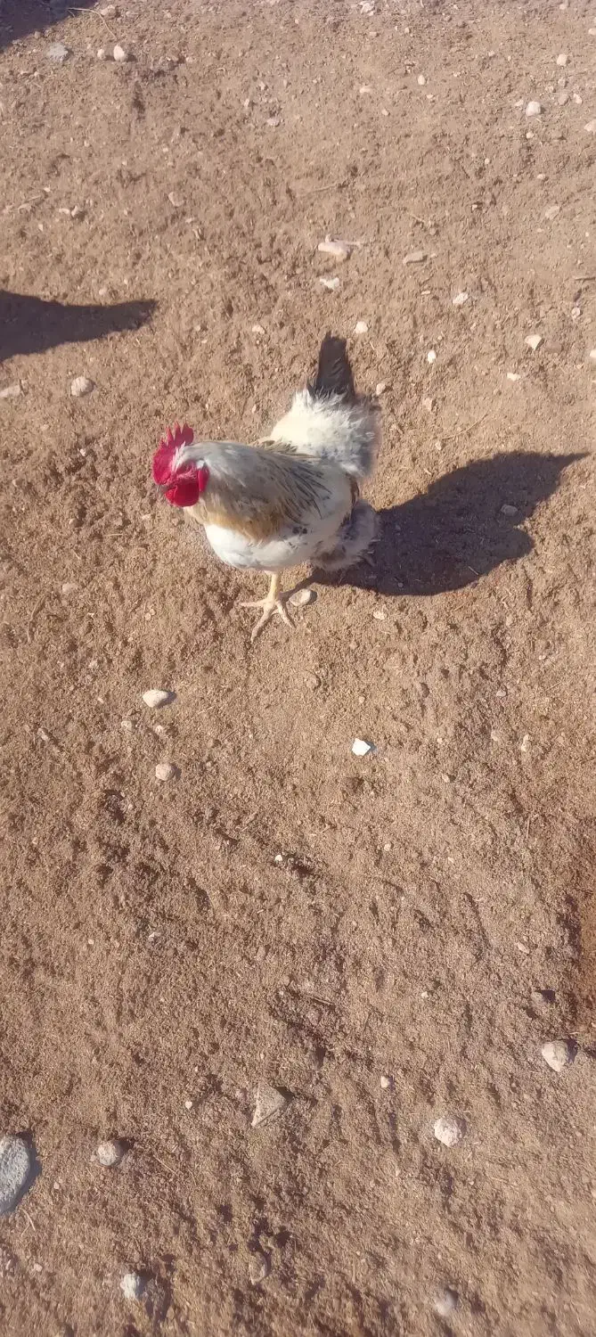 خروس محلی|حیوانات مزرعه|شیروان (خراسان), |دیوار