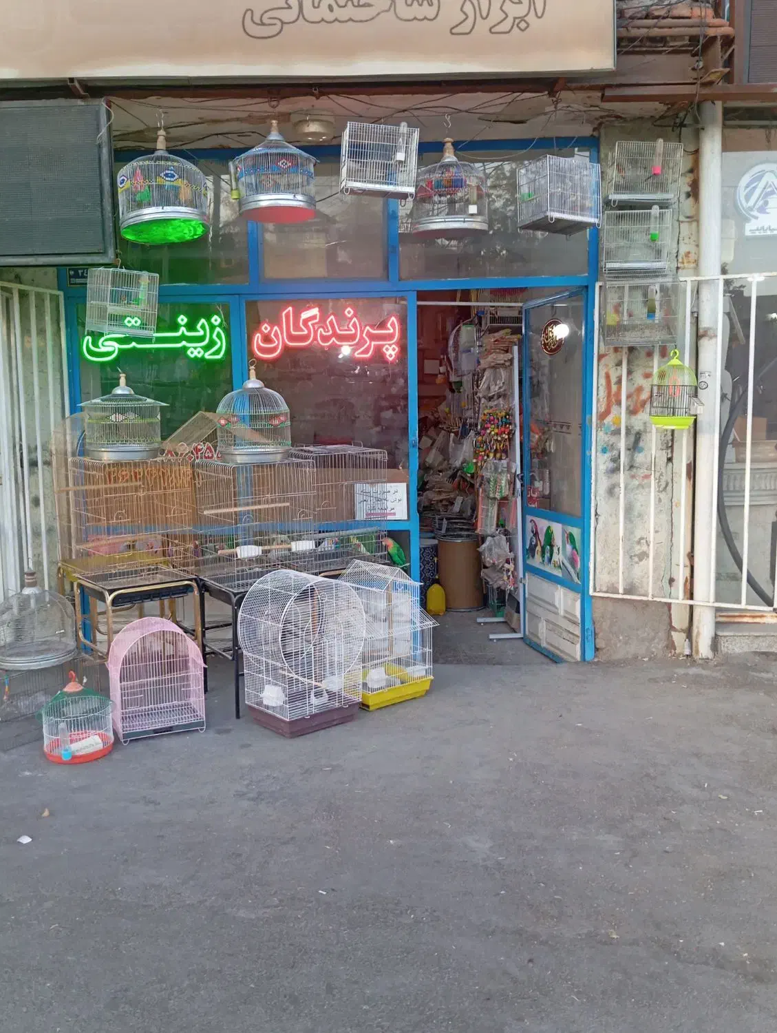 خرید فروش پرندگان زینتی و فروش انواع دان ها|پرنده|تبریز, |دیوار
