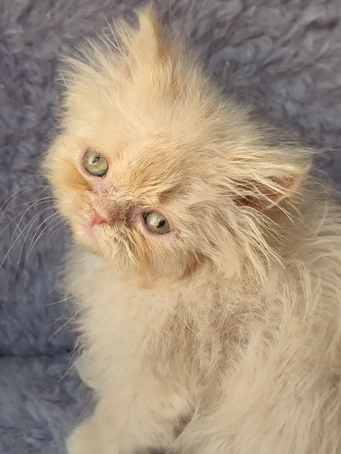 پرشین ماده|گربه|تهران, آهنگ|دیوار