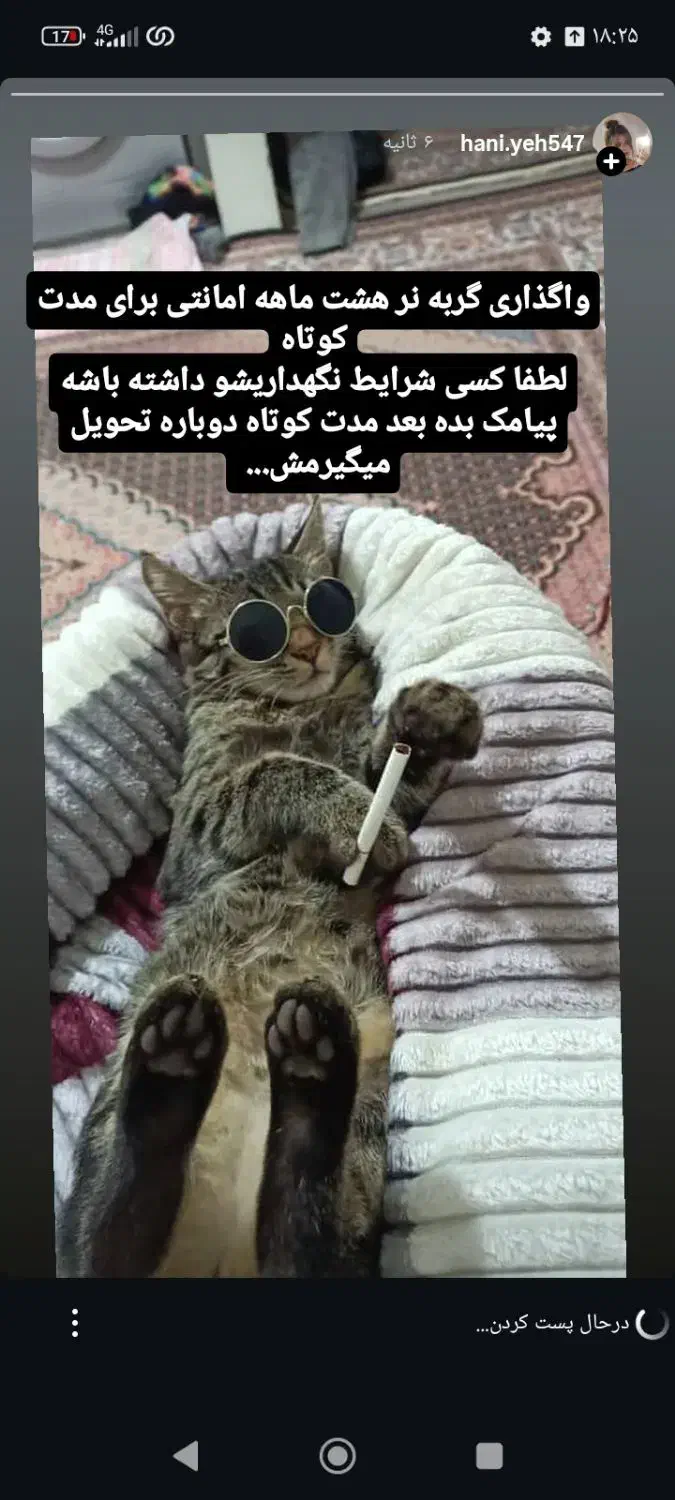 واگذاری گربه|گربه|تبریز, |دیوار