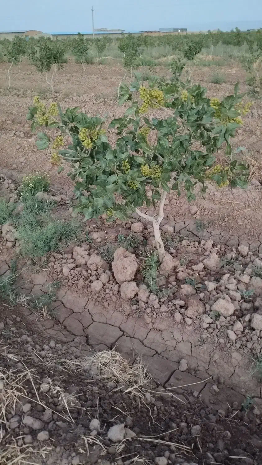 باغ پسته|فروش دفتر صنعتی، کشاورزی، تجاری|بوئین زهرا, |دیوار