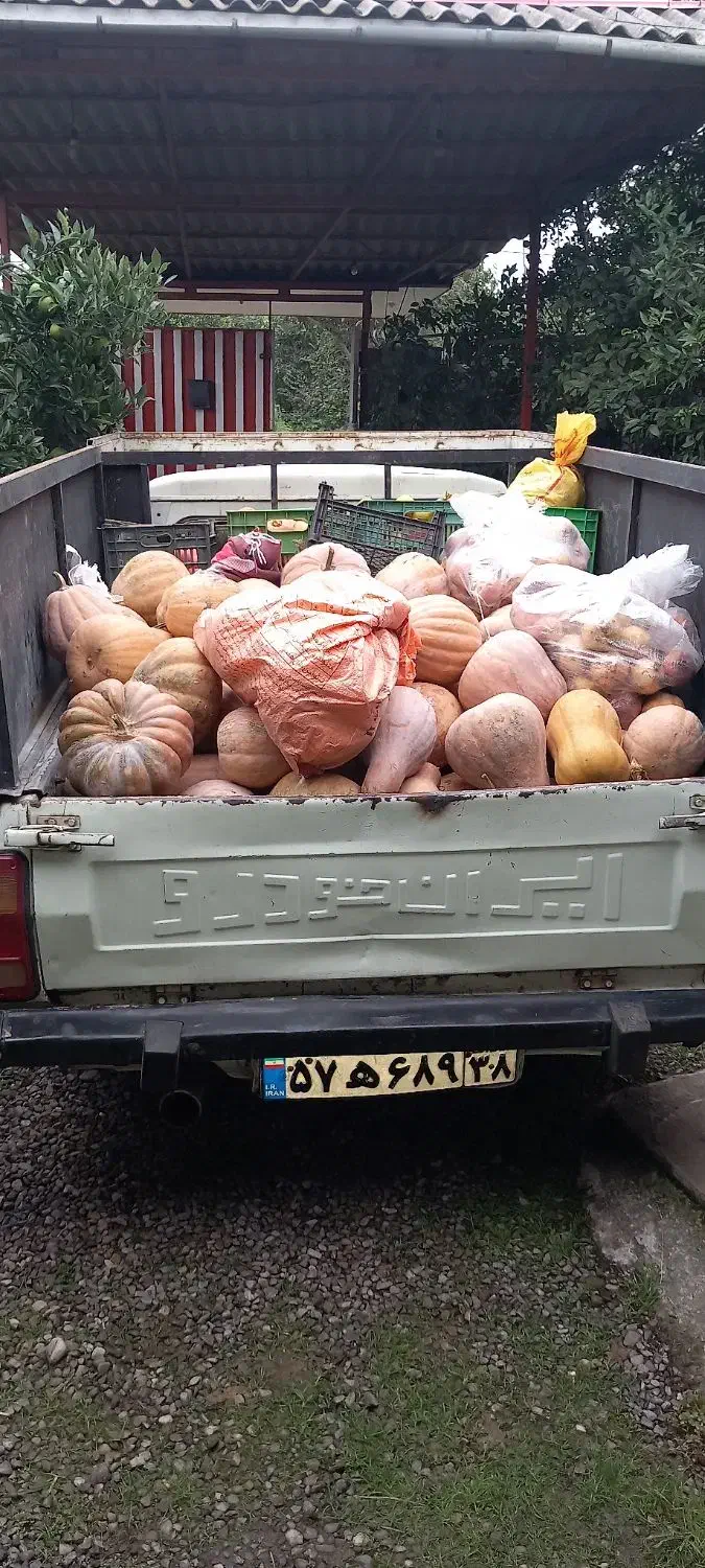 کدو تنبل|خوردنی و آشامیدنی|هشتگرد, گلسار|دیوار