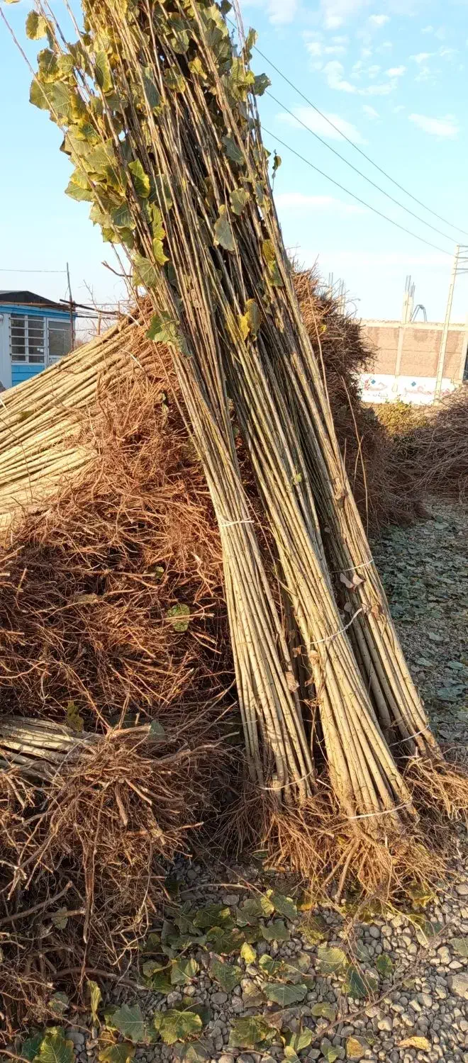 نهالستان سهند پخش انواع نهال|خدمات باغبانی و درختکاری|جلفا, |دیوار