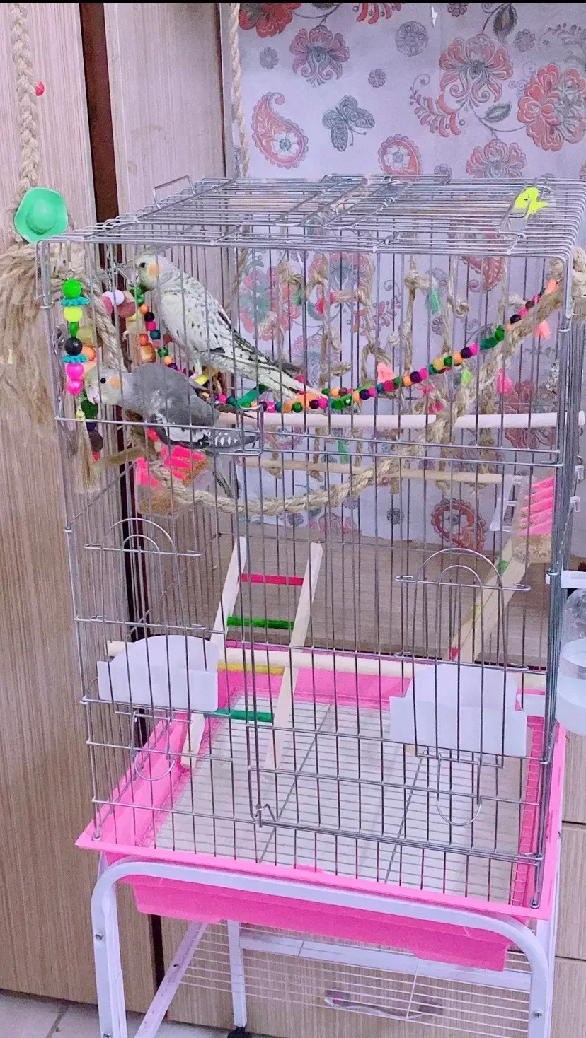 قفس طوطی|لوازم جانبی حیوانات|شاهینشهر, شهرک گلدیس|دیوار