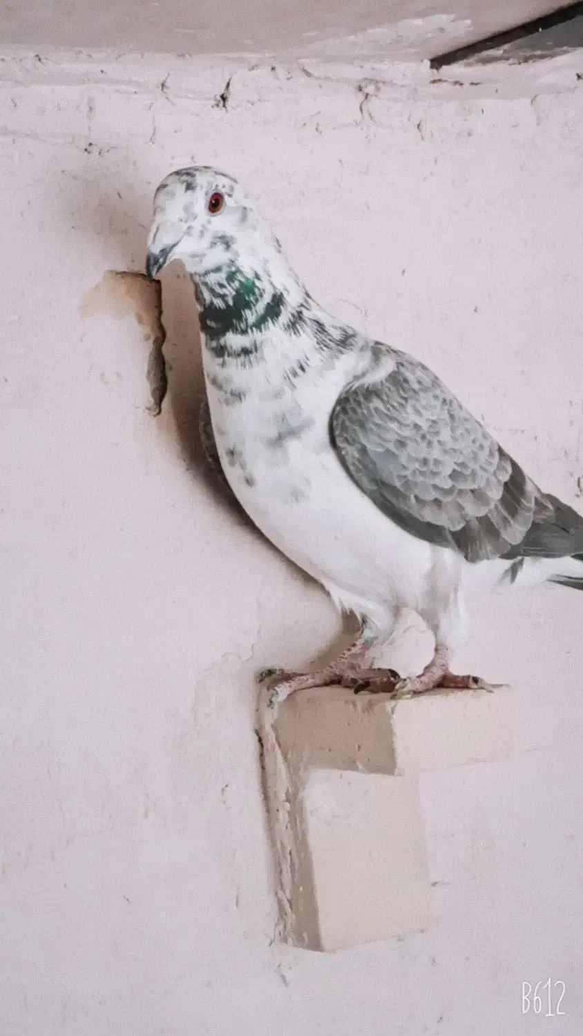 ماده بزک سینه سفید|پرنده|شیراز, شهرک ترکان|دیوار