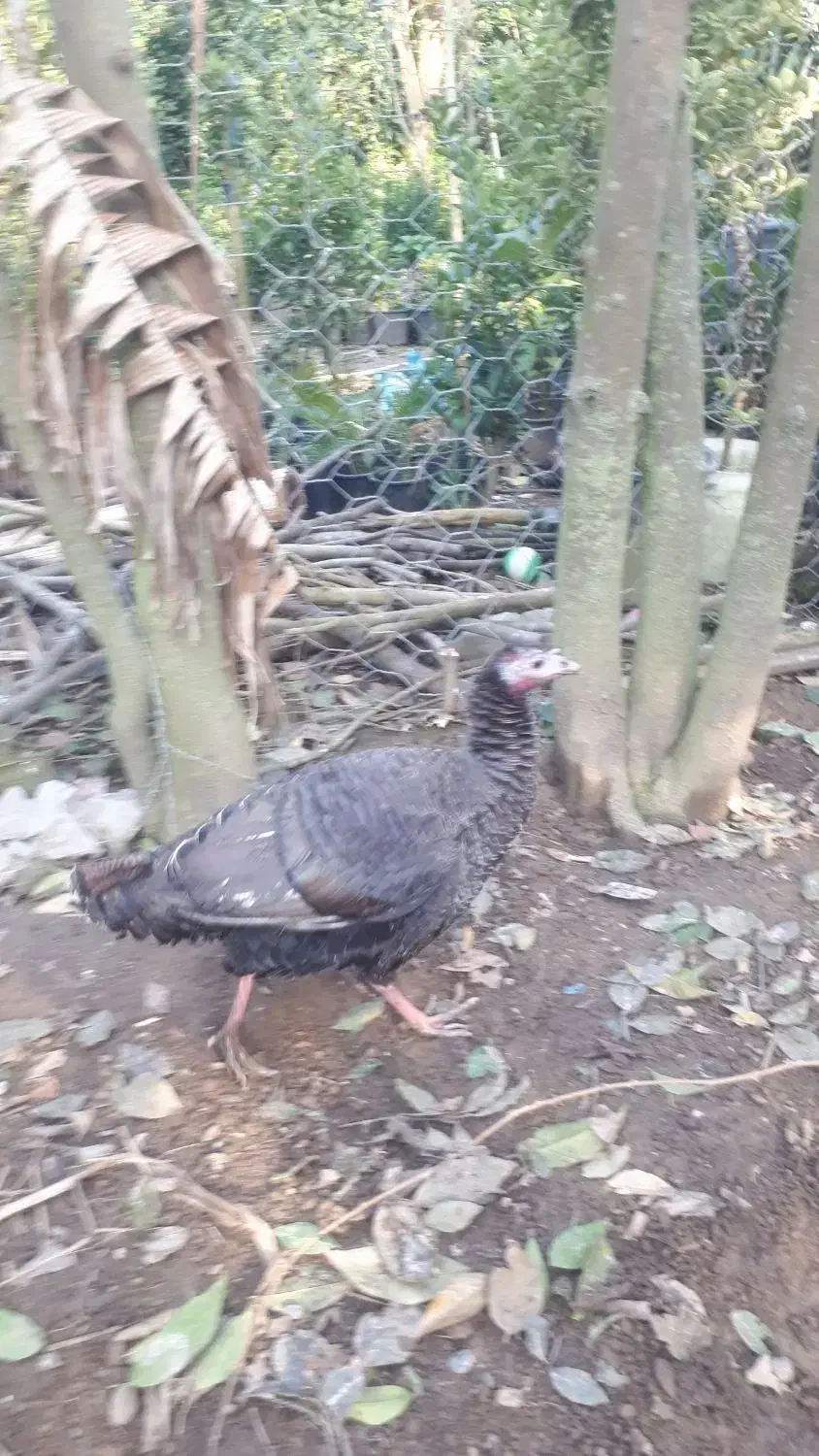 بوقلمون ماده محلی و خروس برهما|حیوانات مزرعه|کلاچای, |دیوار