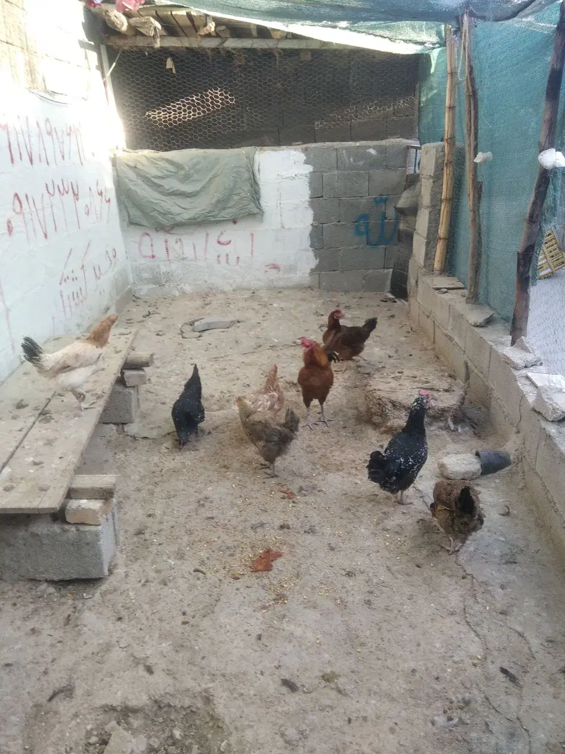 مرغ خروس محلی و مرغ شاخدار/هندی/|حیوانات مزرعه|لامرد, |دیوار