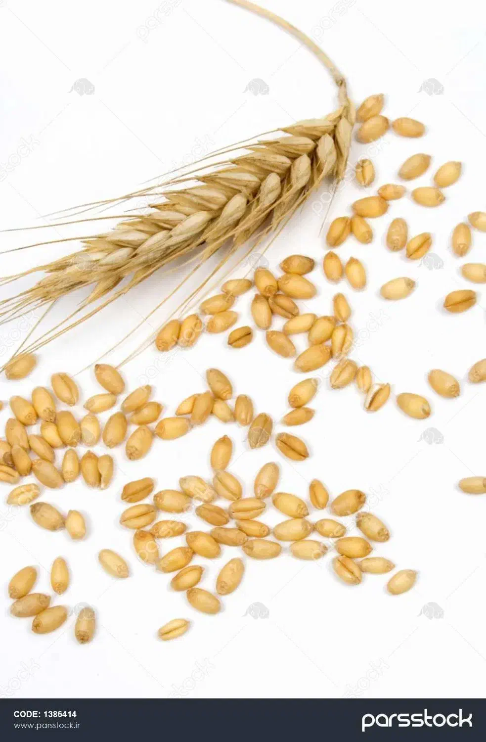 گندم دروم آبی|لوازم جانبی حیوانات|سرپل ذهاب, |دیوار