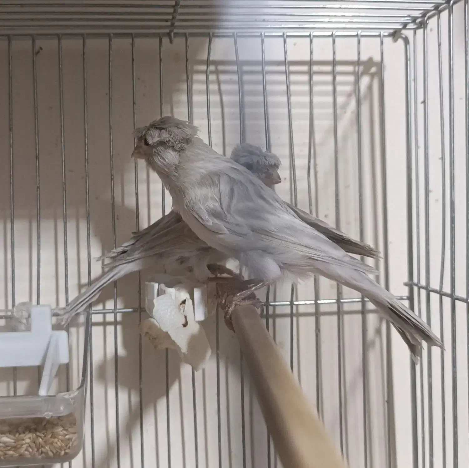 قناری رنگ خاص و کمیاب جفت|پرنده|کرمان, |دیوار