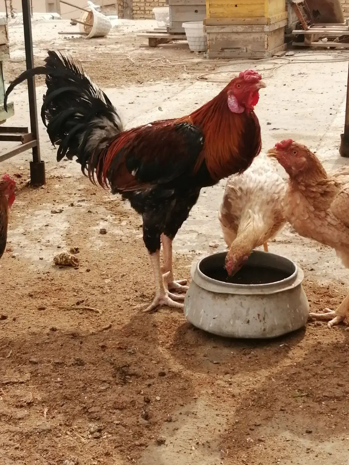 خروس لاری|حیوانات مزرعه|فسا, |دیوار