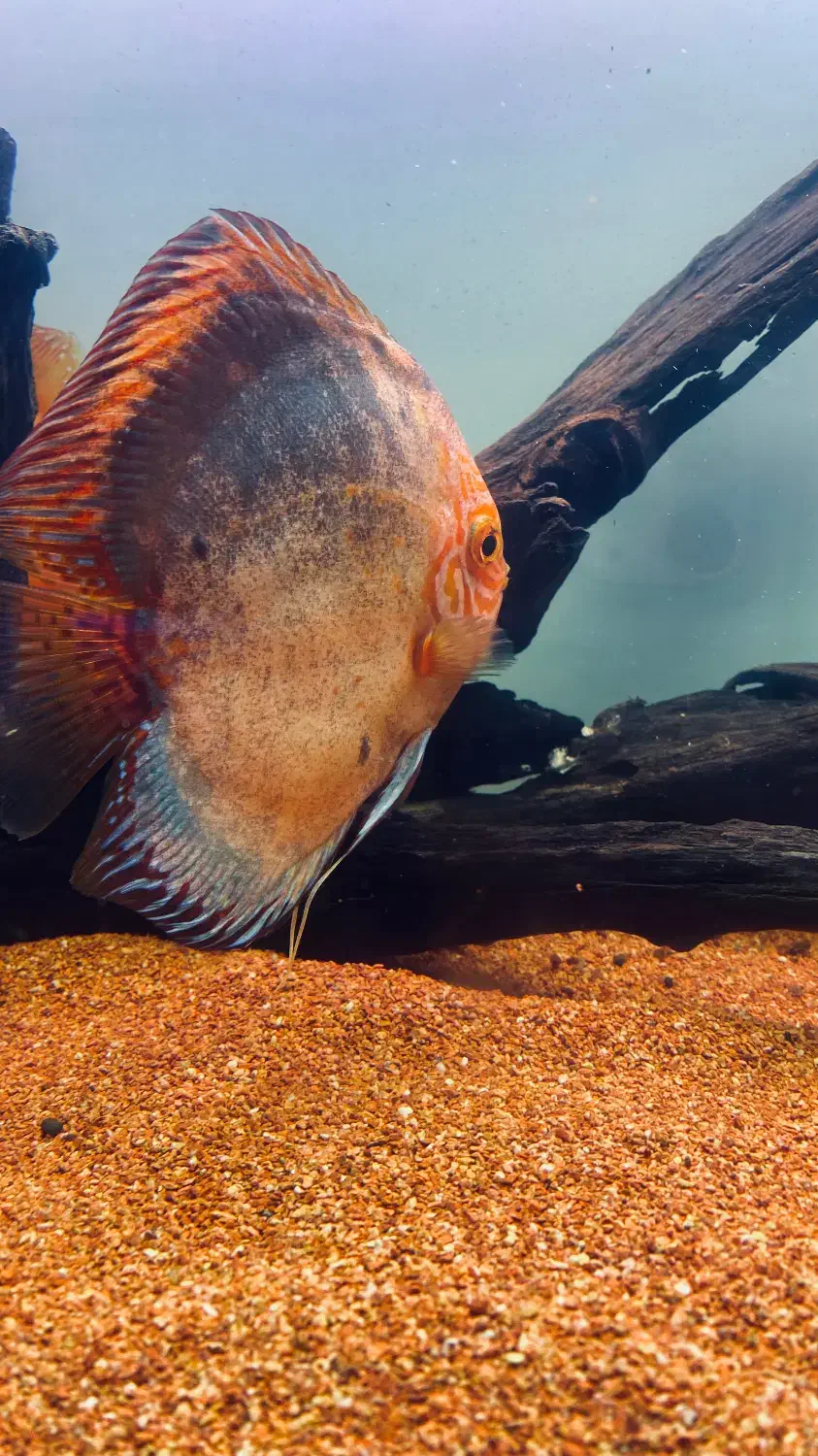 دیسکس وارداتی مولد|ماهی|کرج, گوهردشت|دیوار