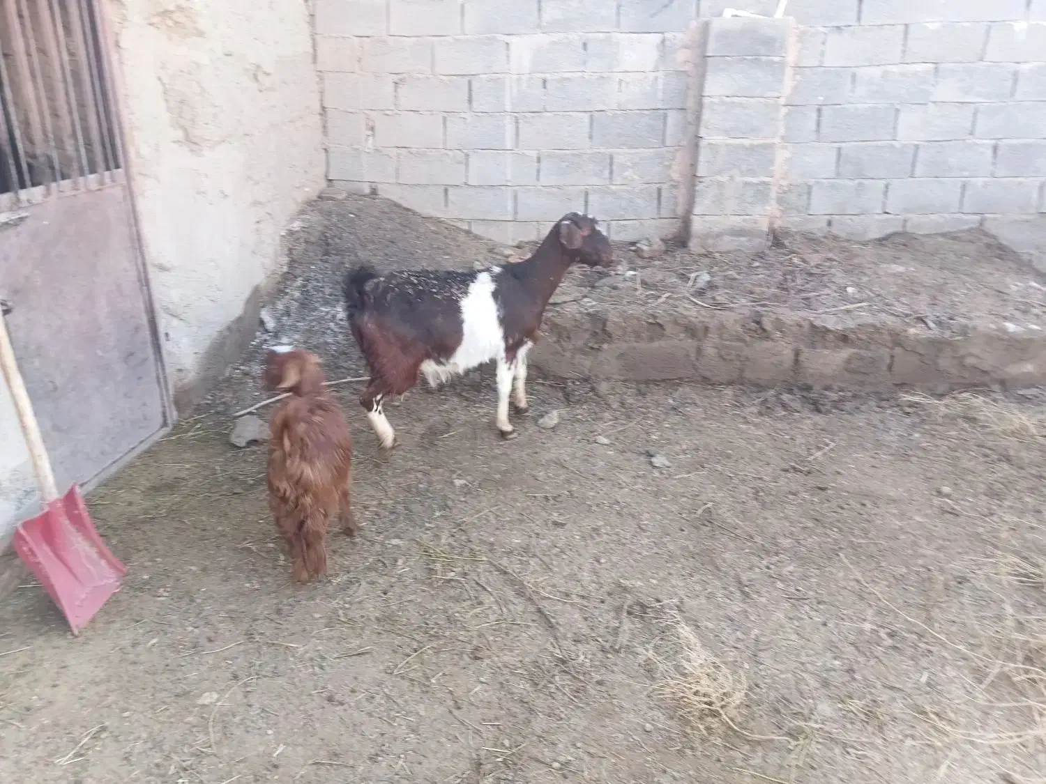 بز جوان|حیوانات مزرعه|خوشاب, |دیوار