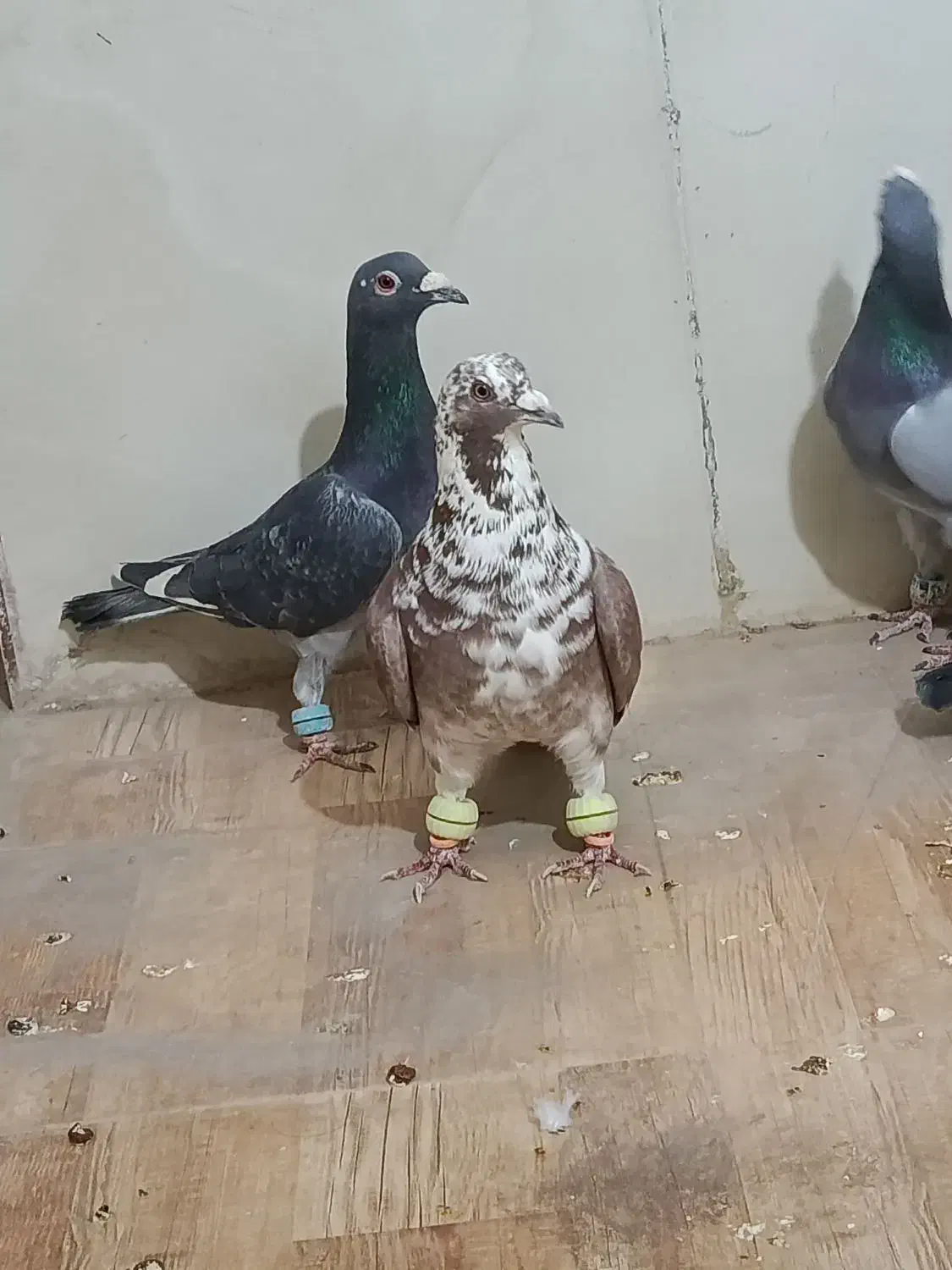 کفتر|پرنده|مشهد, فرودگاه|دیوار