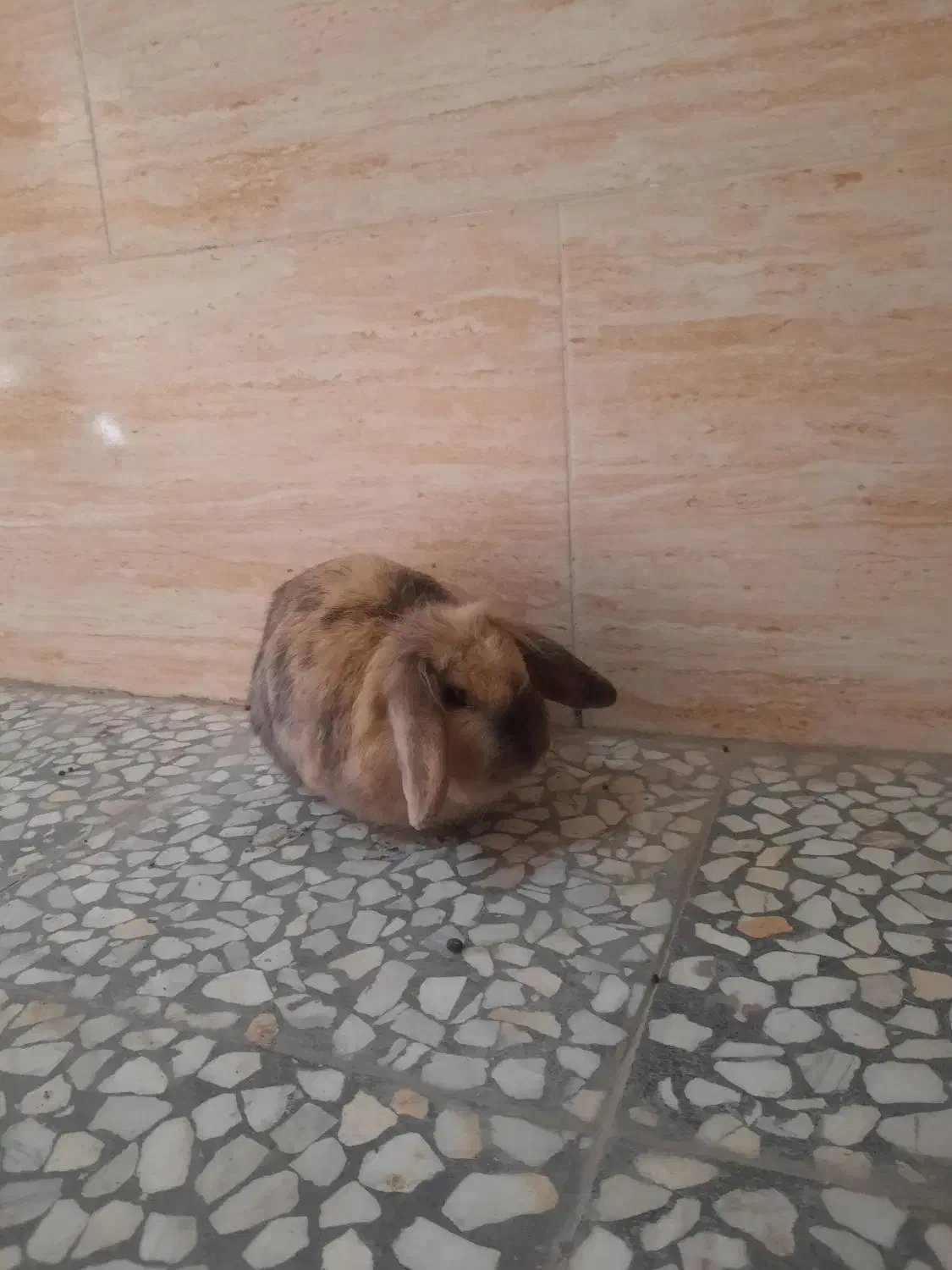 دوتا خرگوش فوری فروشی|موش و خرگوش|مشکین‌دشت, |دیوار