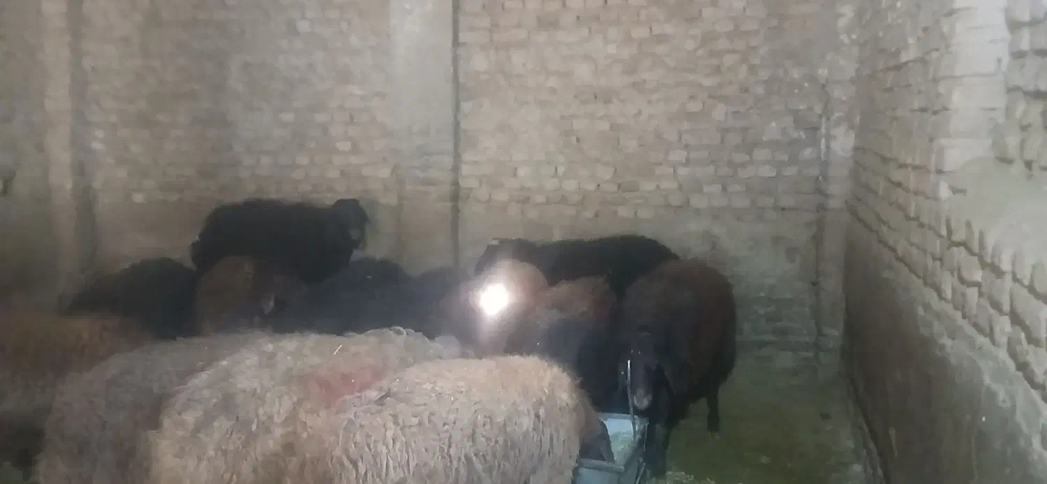 بره نر چاق درجه یک|حیوانات مزرعه|تویسرکان, |دیوار