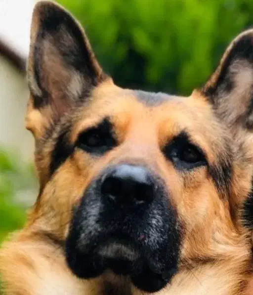 ژرمن شیتزو بالغ ماده|سگ|فردیس, فردیس|دیوار