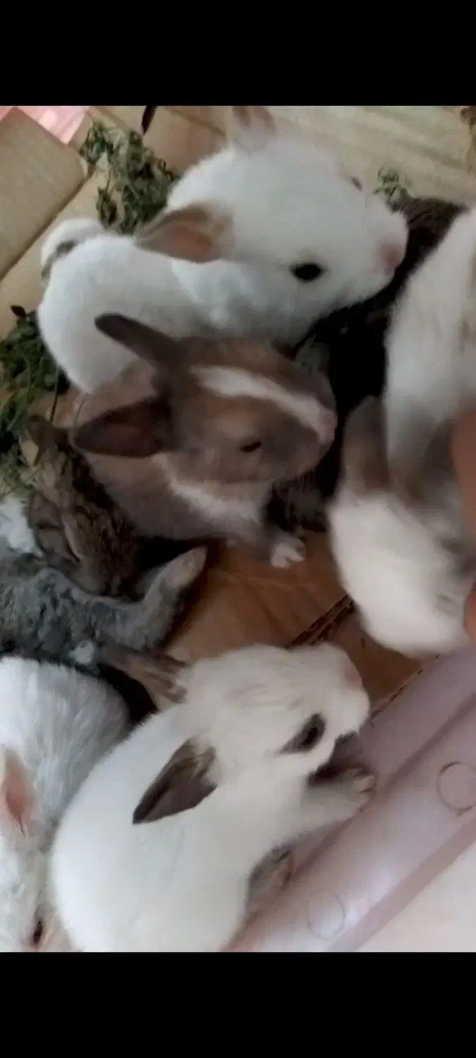 خرگوش|موش و خرگوش|شهریار, شهریار|دیوار