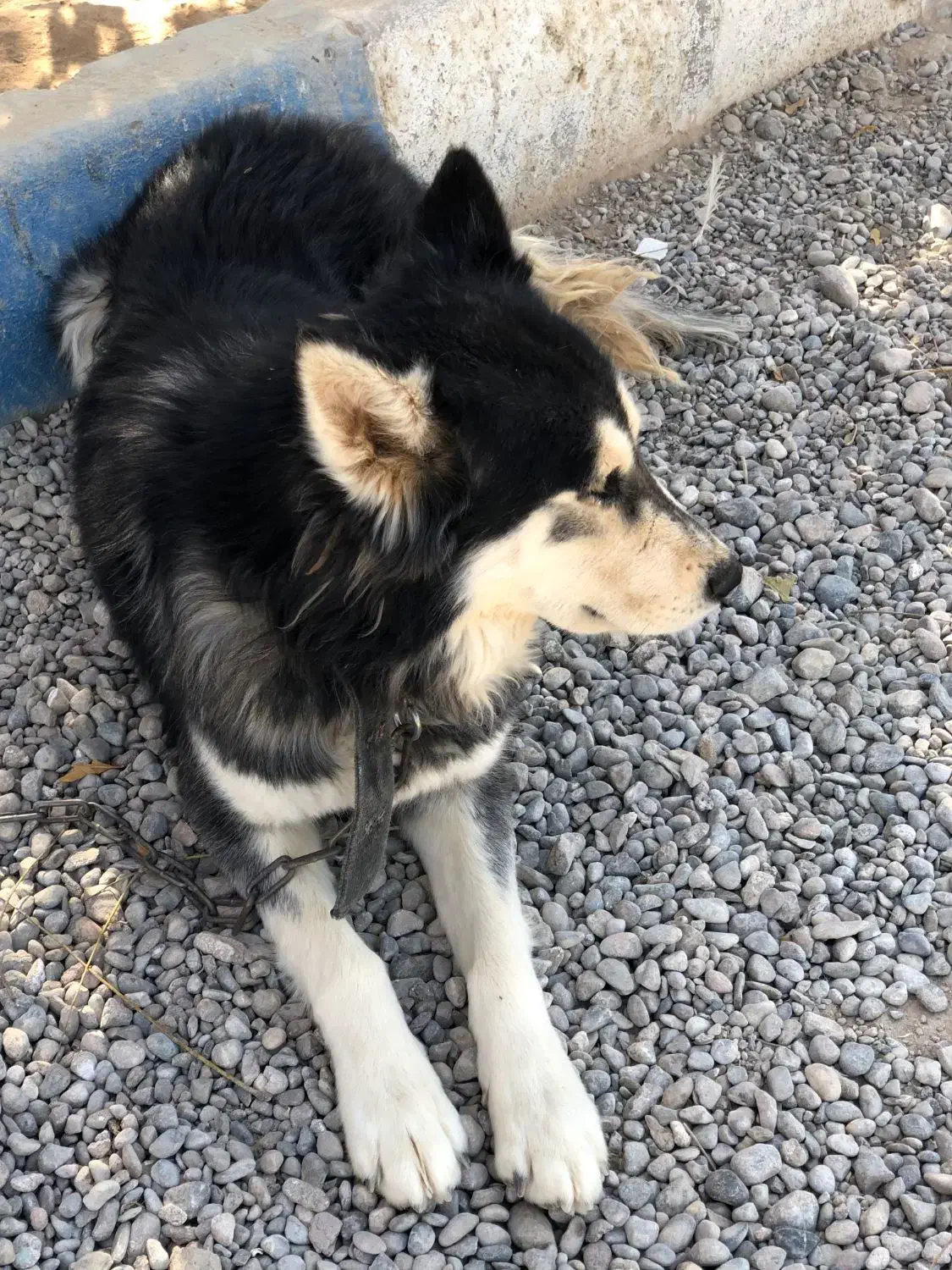 واگذاری سگ هاسکی اصیل روسی چشم یخی|سگ|شهرضا, |دیوار