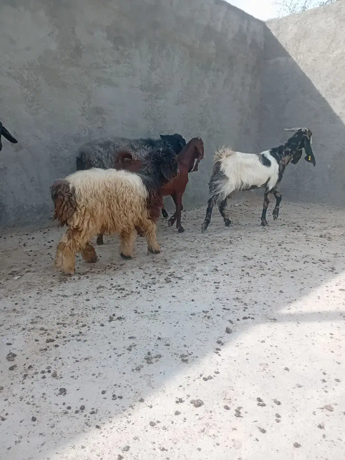 بره ماده سبک|حیوانات مزرعه|فیروزآباد (فارس), |دیوار