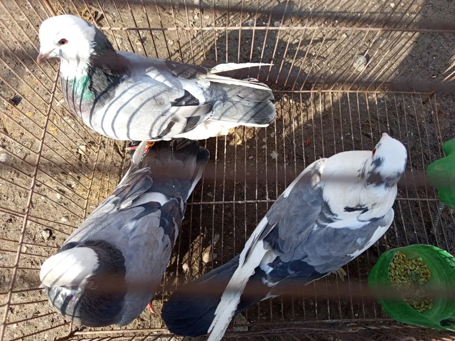 کبوتر|پرنده|فاضل آباد, |دیوار