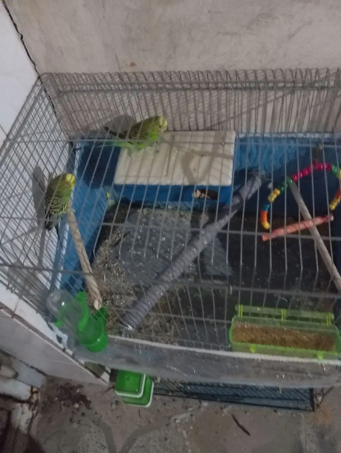 مرغ عشق|پرنده|بندرعباس, |دیوار