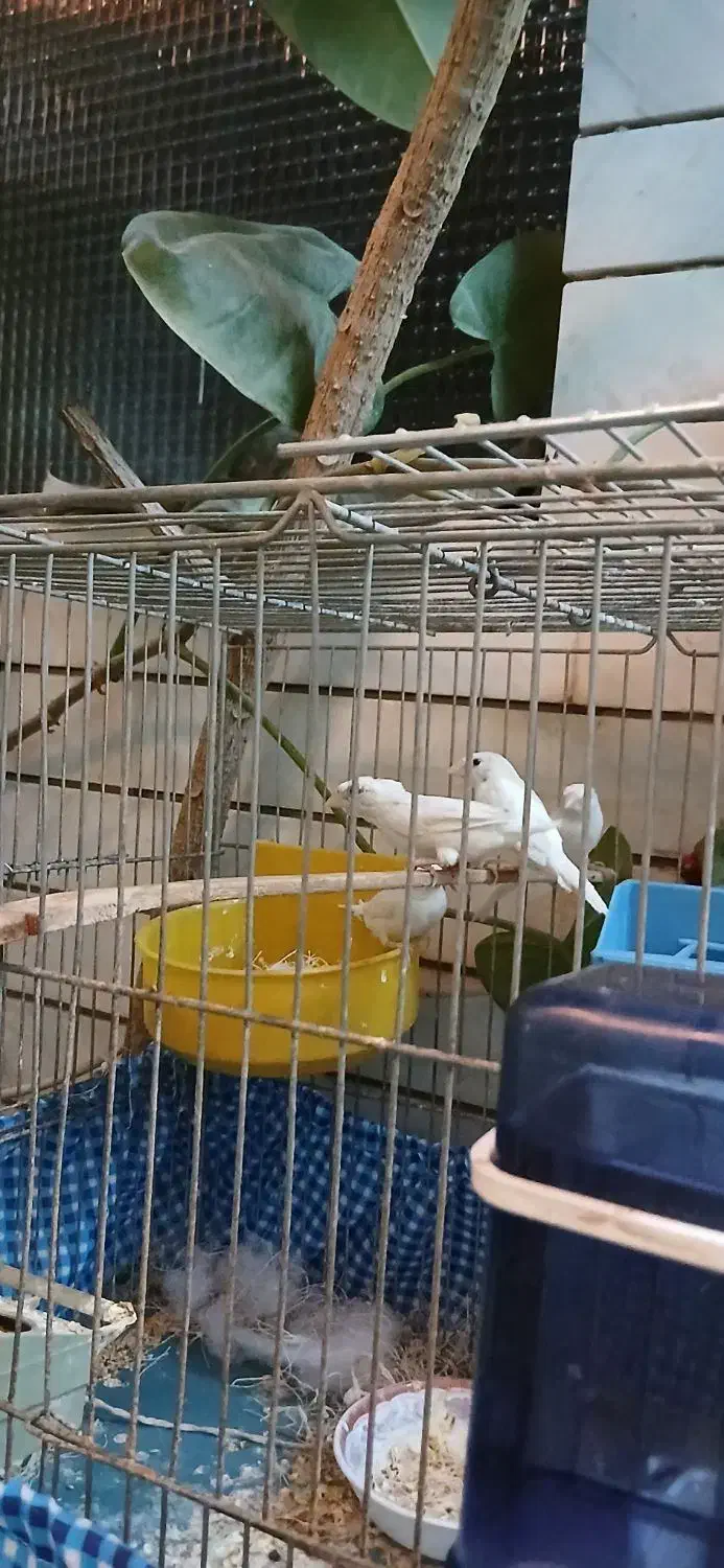 فنچ بنگالی سفید|پرنده|شاهینشهر, عطار|دیوار