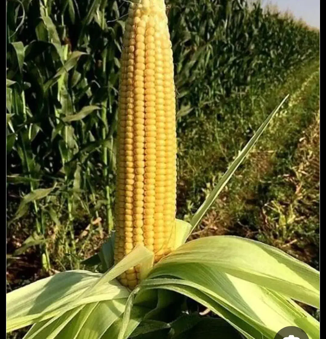 ذرت علوفه ای سیلو شده|عمدهفروشی|لاجان, |دیوار