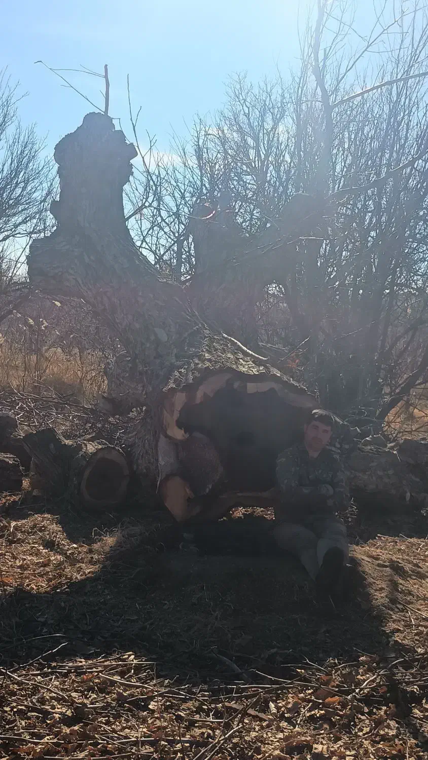 چوب|عمدهفروشی|شیروان (خراسان), |دیوار