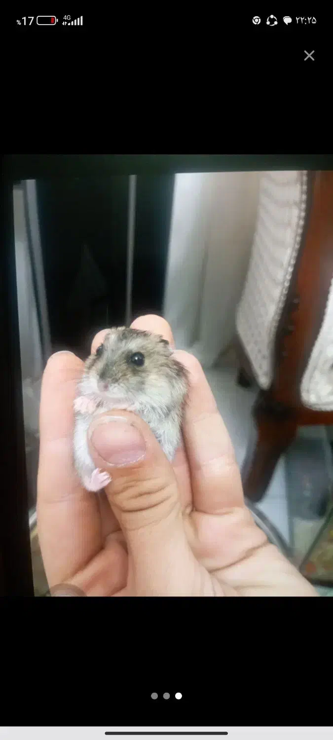 همستر مینیاتوری دونه ای صد تومن|موش و خرگوش|کرج, کرج نو|دیوار