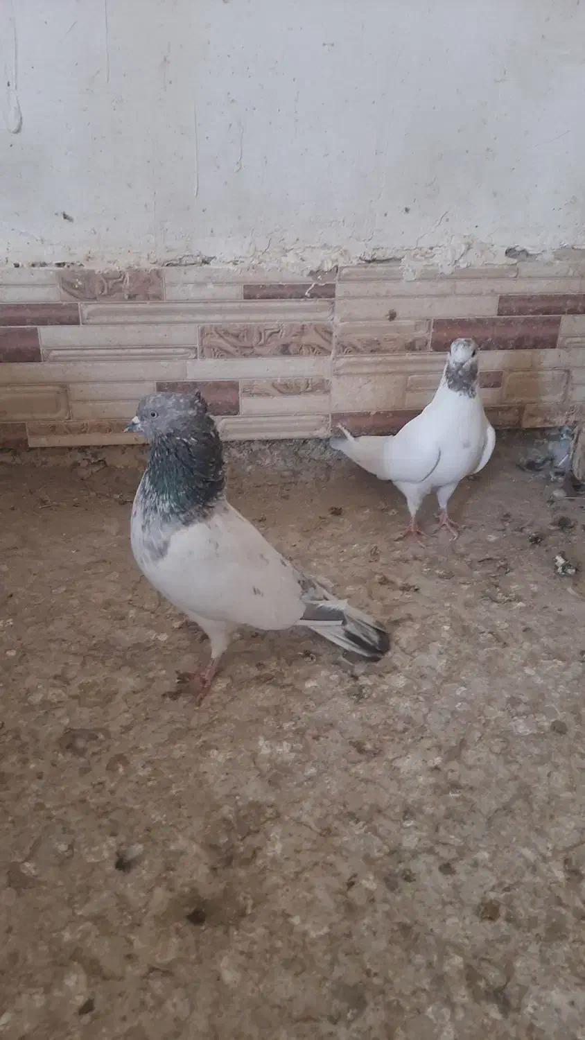 چاپی|پرنده|هیرمند, |دیوار