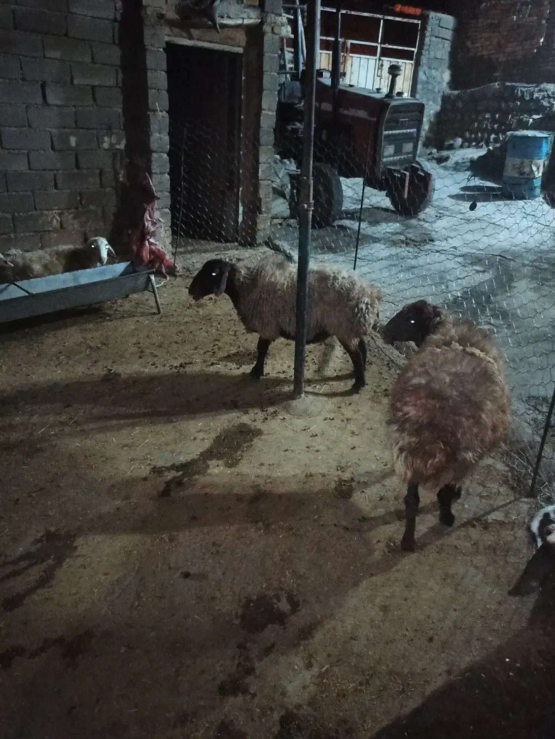 میش یا گوسفند چاق کشتاری|حیوانات مزرعه|فیروزآباد (لرستان), |دیوار