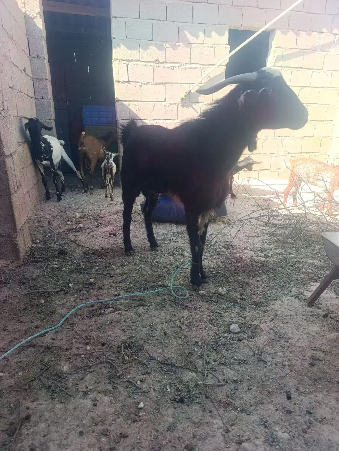 کهره|حیوانات مزرعه|قشم, |دیوار