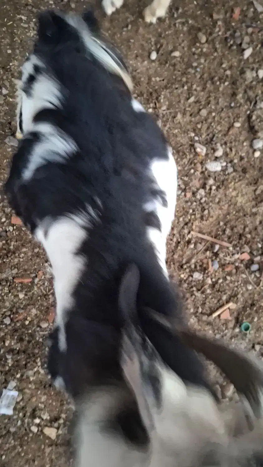 چوش های خوب چاق هردونر|حیوانات مزرعه|گنبد کاووس, |دیوار