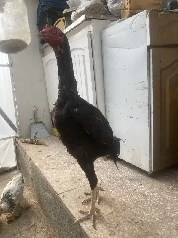 فروش فوری|حیوانات مزرعه|قیدار, |دیوار