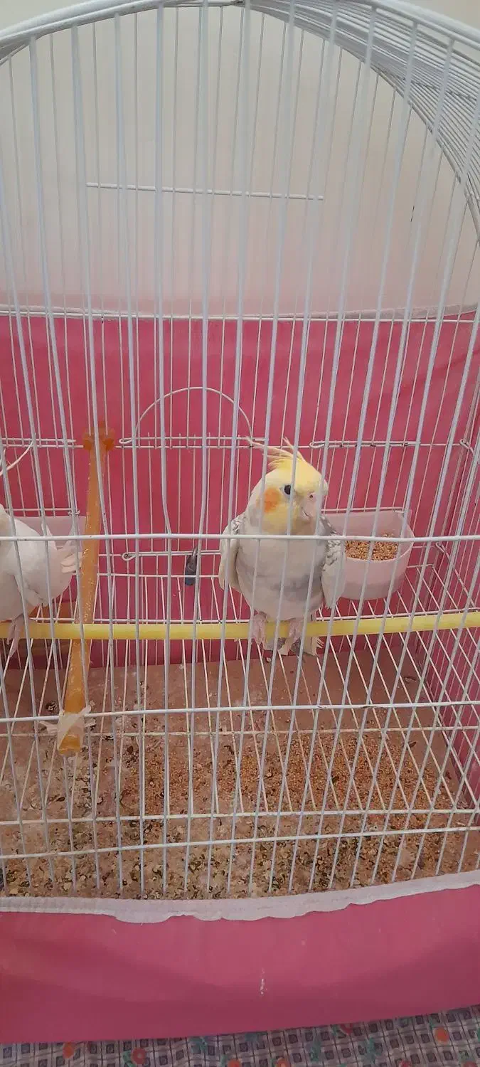 عروس هلندی|پرنده|اسفرورین, |دیوار