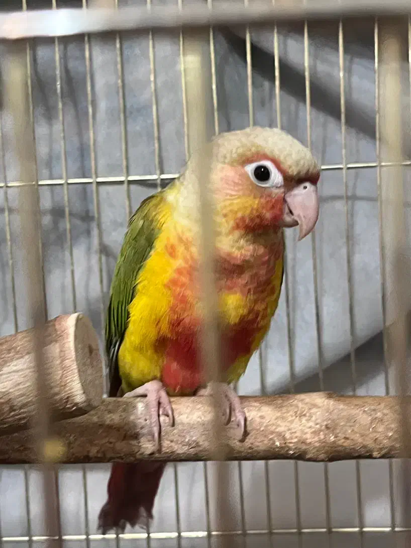 گرینچیک|پرنده|تهران, افسریه جنوبی|دیوار