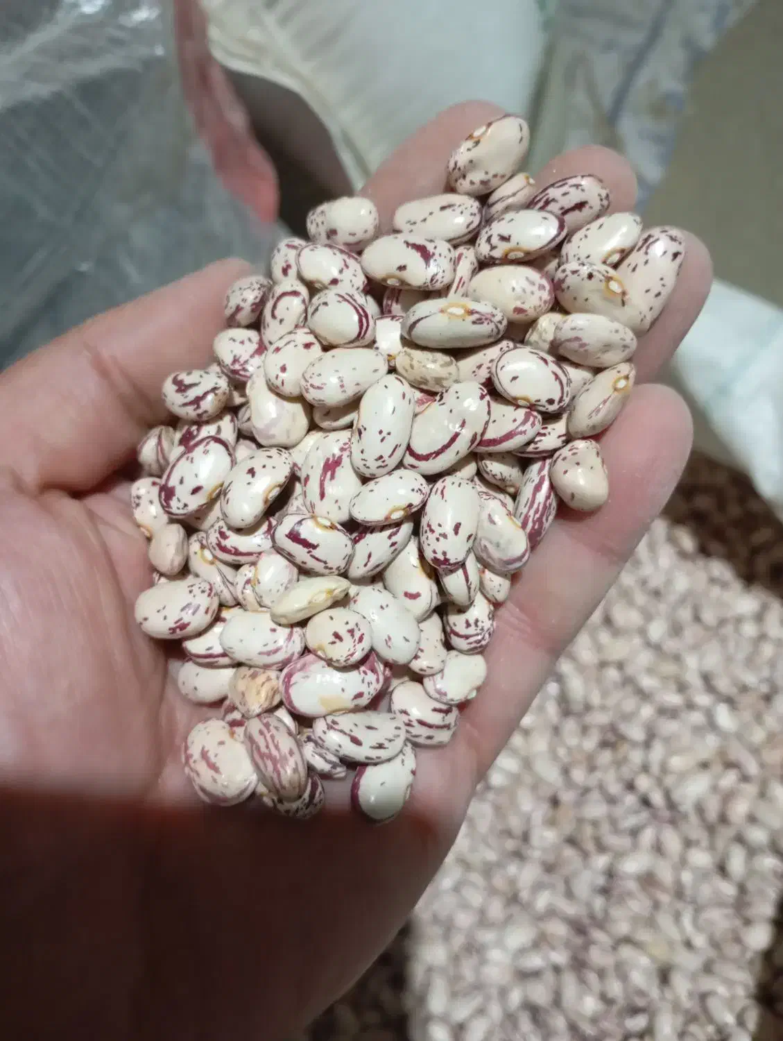 لوبیا چیتی درشت|حراج|نهاوند, |دیوار