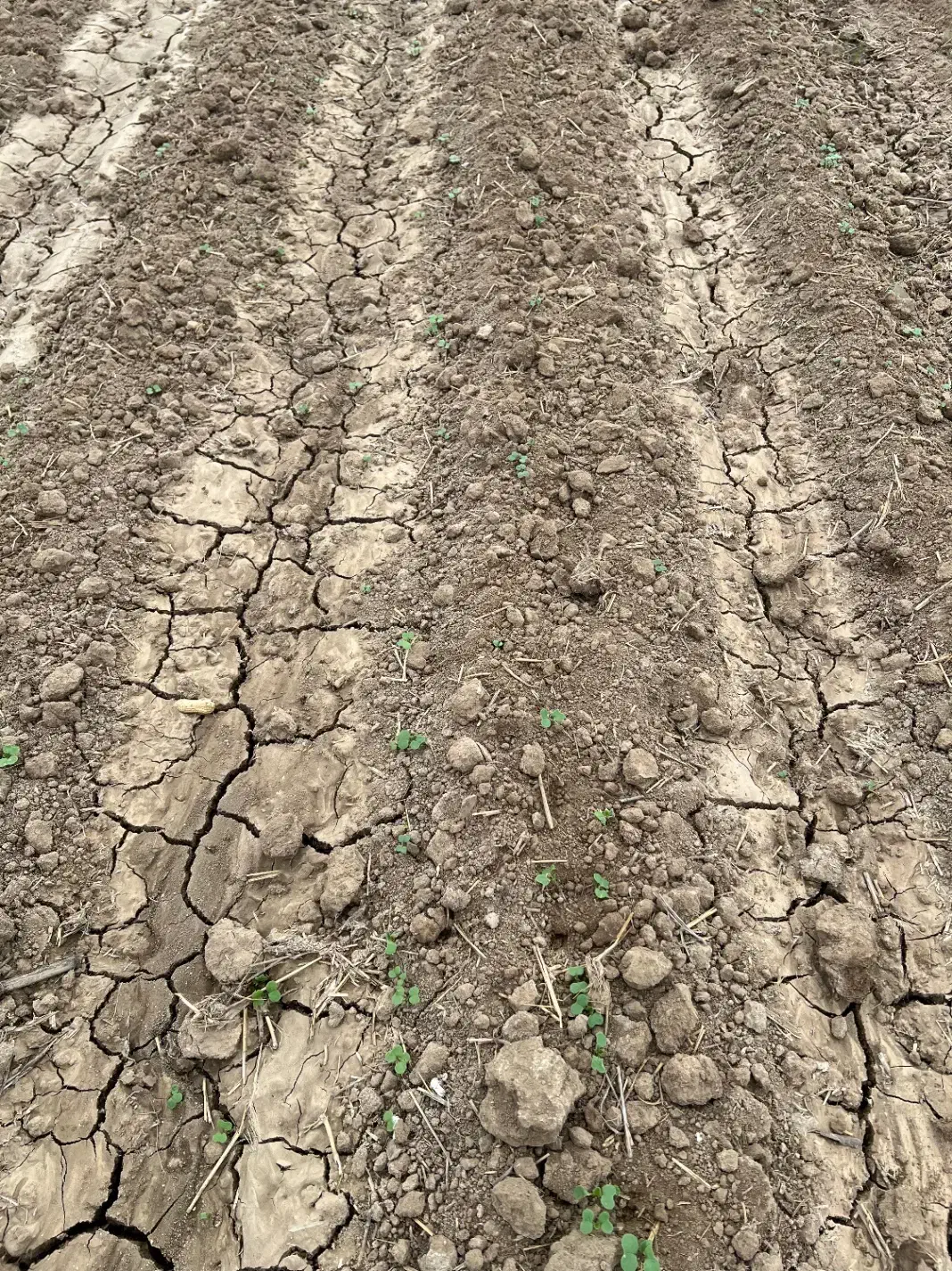 سه هکتار برای بادام زمینی|اجارهٔ دفتر صنعتی، کشاورزی، تجاری|پارسآباد, |دیوار