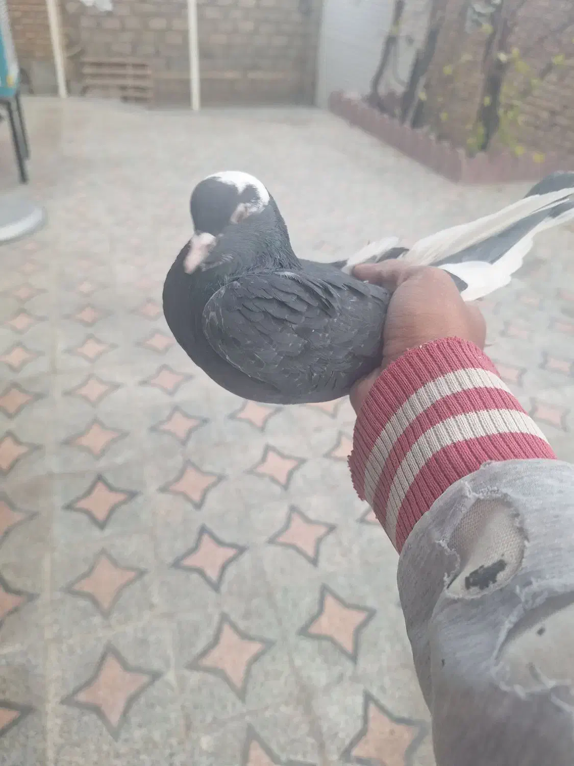 کبوتر|پرنده|بافت, |دیوار