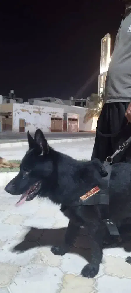 ژرمن بلک شولاین|سگ|قشم, |دیوار